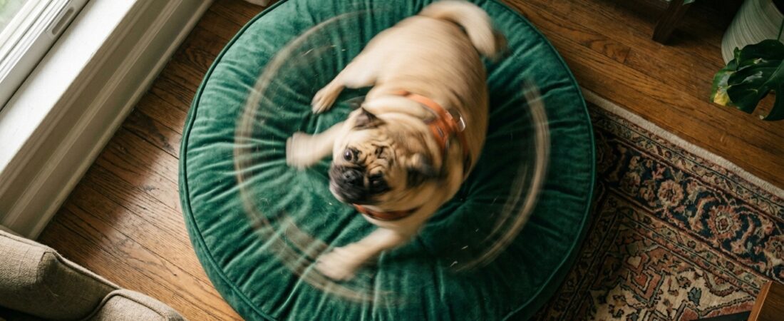 Por que seu cachorro gira antes de deitar? O ritual ancestral que sobreviveu ao sofá