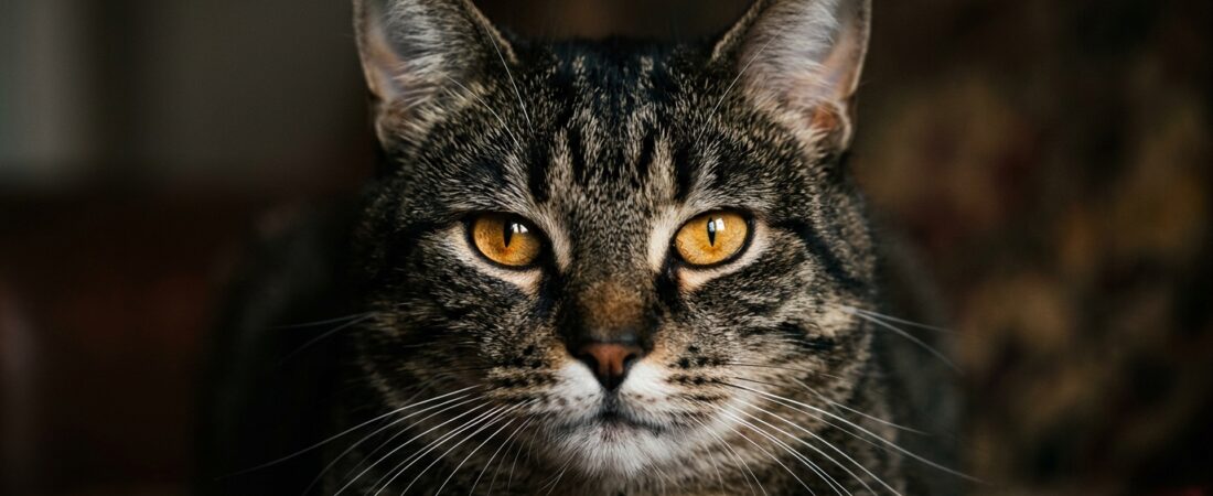 Por que gatos ficam olhando para você? Decifre o olhar do seu felino