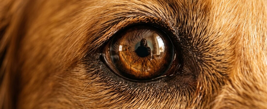 Por que cachorro fica olhando para você? A ciência por trás do “olhar hipnótico”