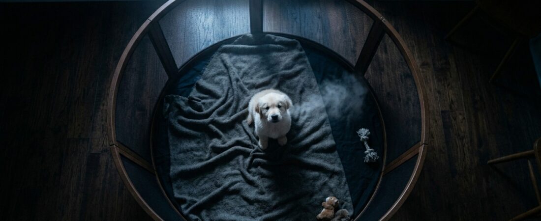 Filhote de cachorro chorando à noite? Veja o que isso realmente significa